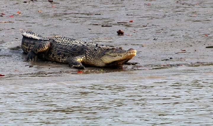 sundarban t tourism