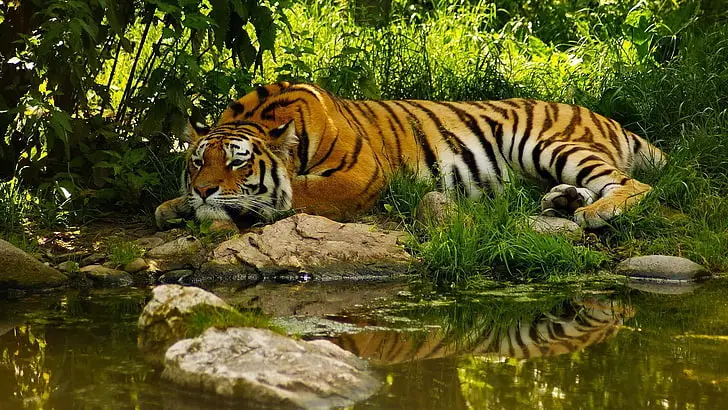 sundarban tour operator